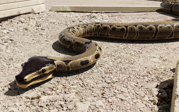 3d illustration of ball python regius isolated on ground A royal python Reticulated python lying