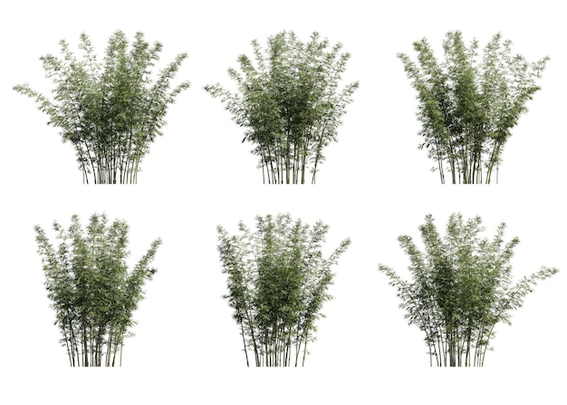 3D 일러스트레이션 대나무 (Bambusa boniopsis)