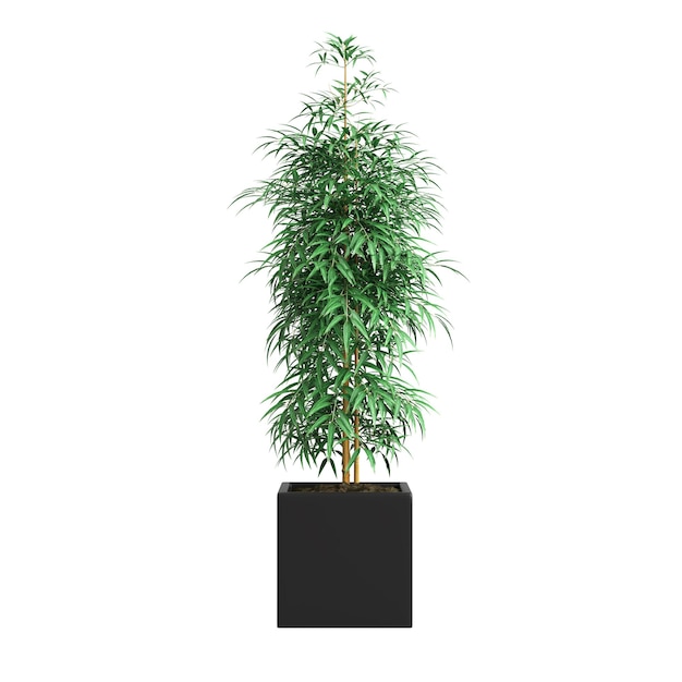 3d illustration of bamboo tree isolated on white background