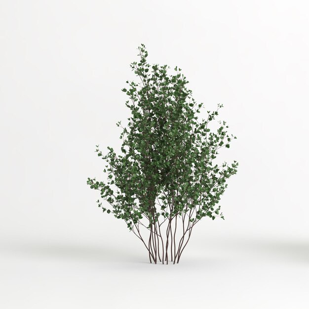 3d illustration of betula pumila tree isolated on white background