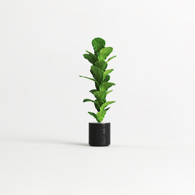 白い背景で隔離の黒い観葉植物の3dイラスト