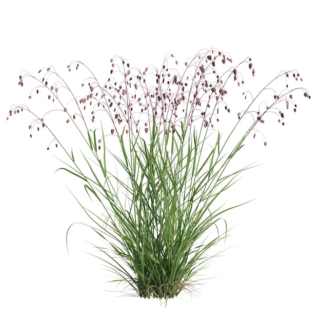 3d illustration of briza media grass isolated on white background