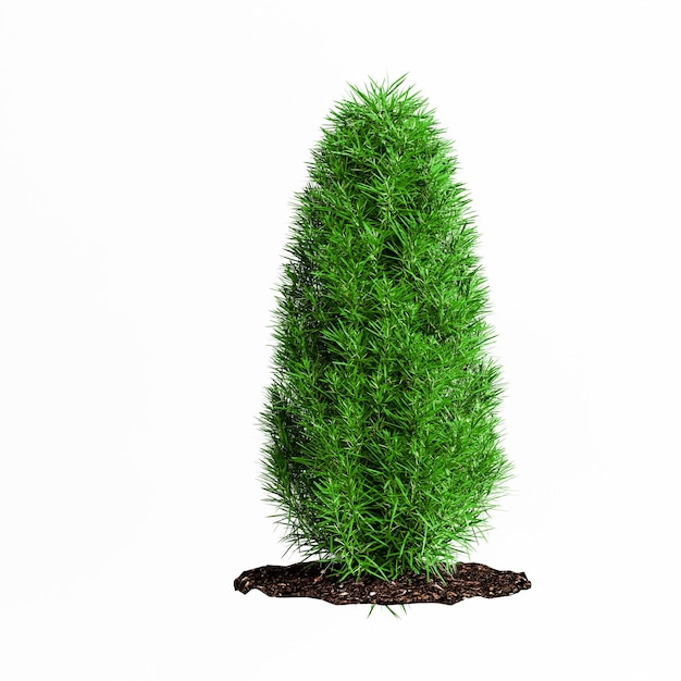 3d illustration of bush isolated on white background