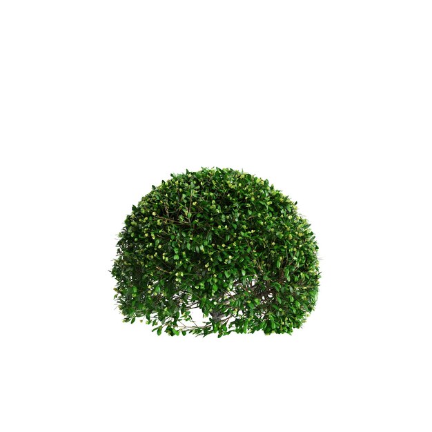 Трехмерная иллюстрация куста Buxus sempervirens, изолированного на белом фоне