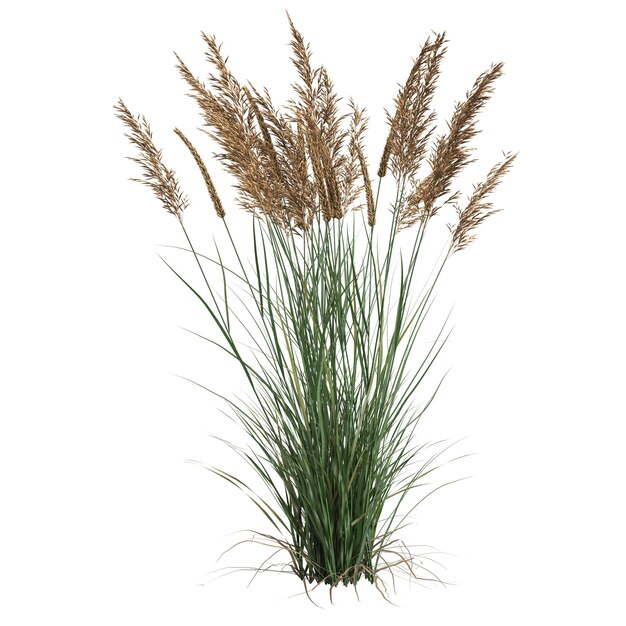 白い背景に分離された Calamagrostis canadensis 草の 3 d イラストレーション