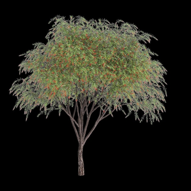 3d illustration of Callistemon viminalis tree isolated on black background