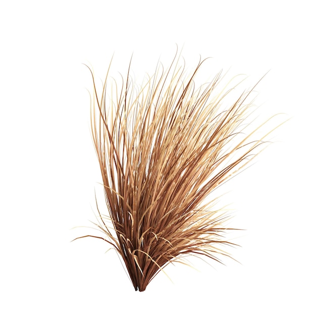 3d illustration of carex buchananii grass isolated on white background