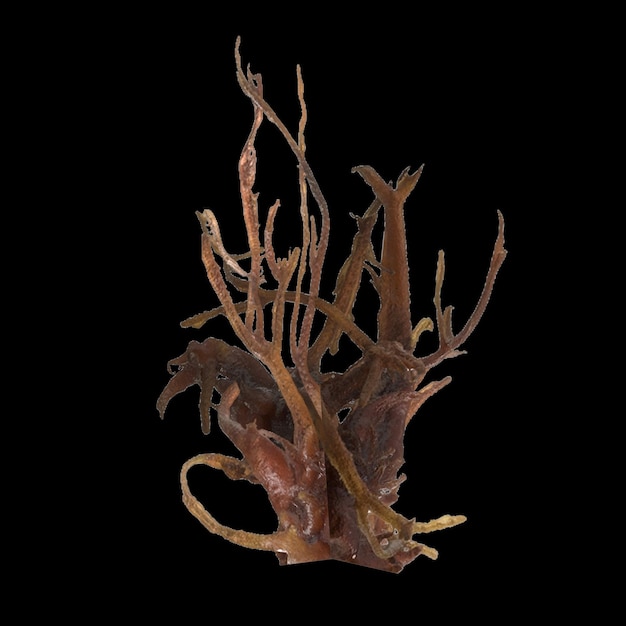 3d illustration of carrageen seaweed isolated on black background