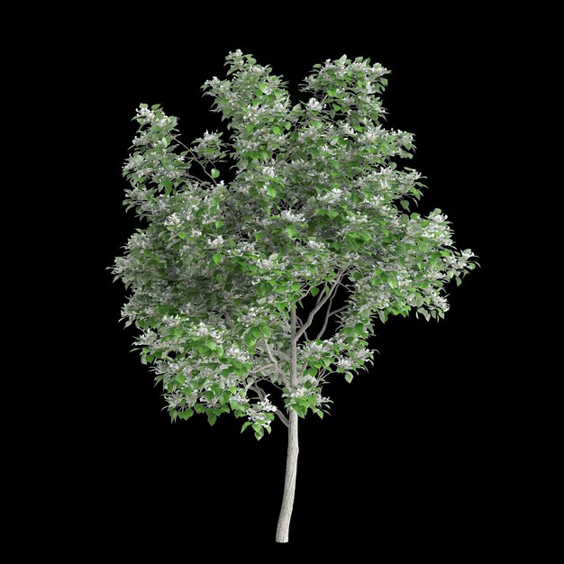 Photo 3d illustration of catalpa speciosa tree isolated on black background