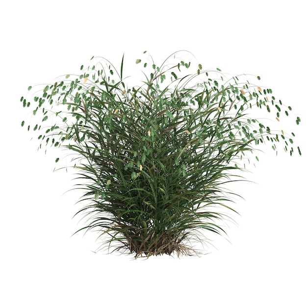 흰색 배경에 고립 된 chasmanthium latifolium 잔디의 3d 그림