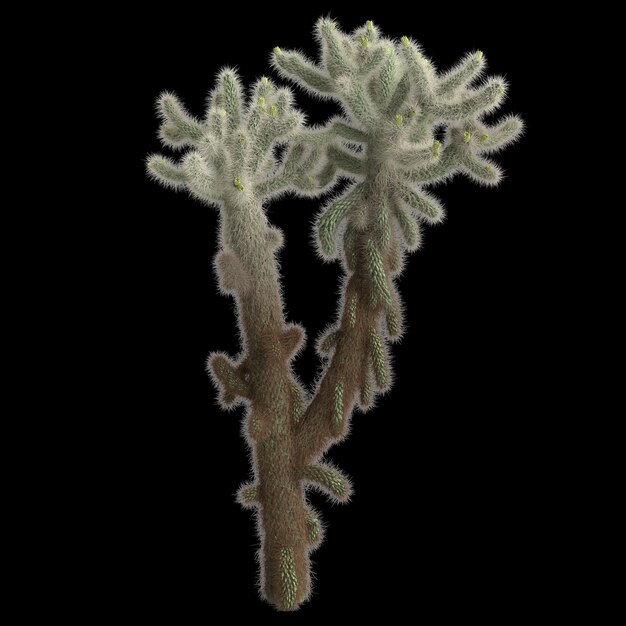 Photo 3d illustration of cholla luminance bush isolated on black background