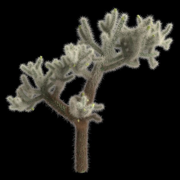 3d illustration of cholla luminance bush isolated on black background