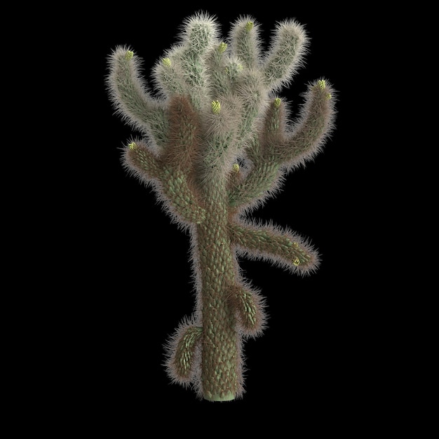 3d illustration of cholla luminance bush isolated on black background