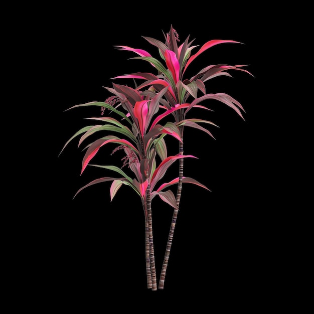 コルディライン・フルーティコサ (Cordyline fruticosa) の3Dイラストが黒い背景に描かれています