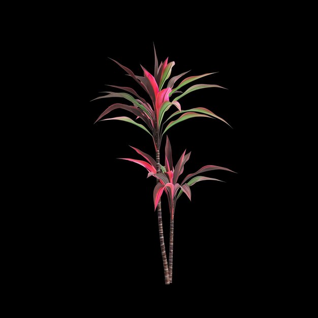 Photo 3d illustration of cordyline fruticosa tree isolated on black background