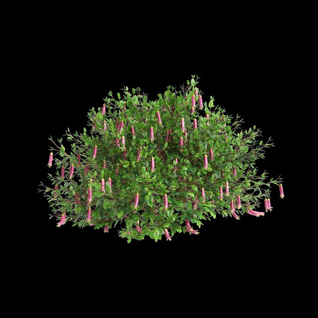 Photo 3d illustration of correa dusky bells bush isolated on black background