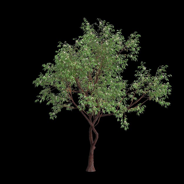 Photo 3d illustration of corymbia calophylla tree isolated on black background