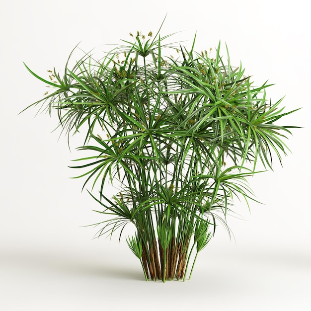 白い背景で隔離の cyperus alternifolius の 3 d イラストレーション