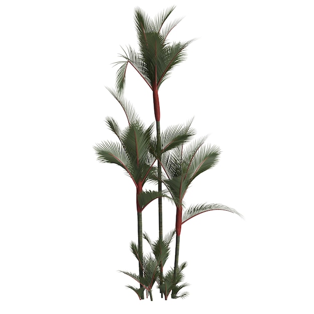 3d illustration of cyrtostachys renda palm isolated on white background