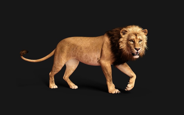 3d Illustration of Dangerous Lion Acts and Poses Isolated on Black Background with Clipping Path