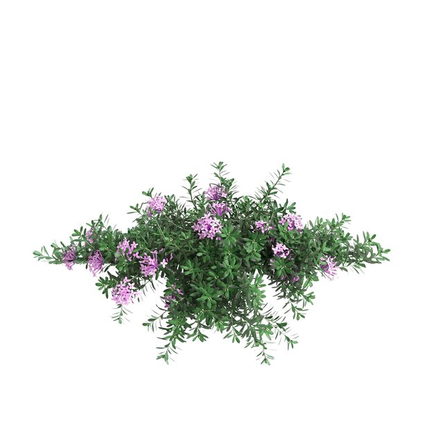 Photo 3d illustration of daphne cneorum hanging plant isolated on white background