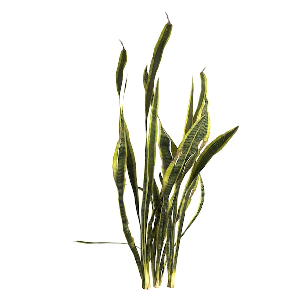 3d illustration of dracaena trifasciata plant isolated on white background