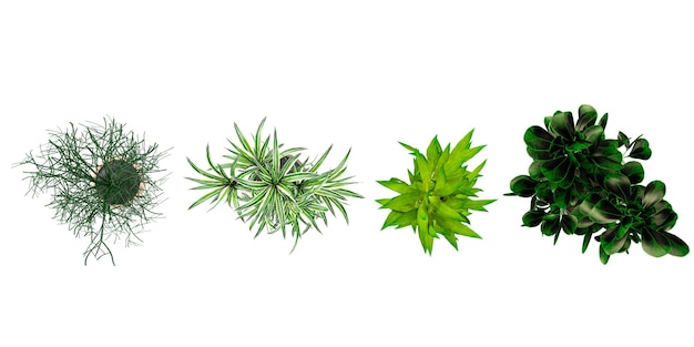 3dイラスト ドラゴンツリー 筆カクタス ゴムツリー 上から見た鉢の装飾植物