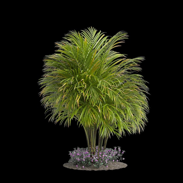 3d illustration of Dypsis lutescens tree isolated on black background