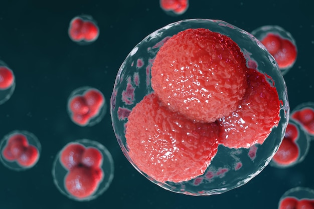 3D иллюстрация эмбриона яйцеклетки. Эмбриональные клетки с красными ядрами в центре. Яйцеклетки человека или животных. Научная концепция медицины. Развитие живого организма на клеточном уровне под микроскопом.