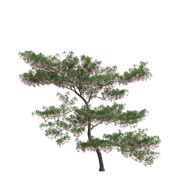 3d иллюстрация дерева elaeocarpus hainanensis на белом фоне