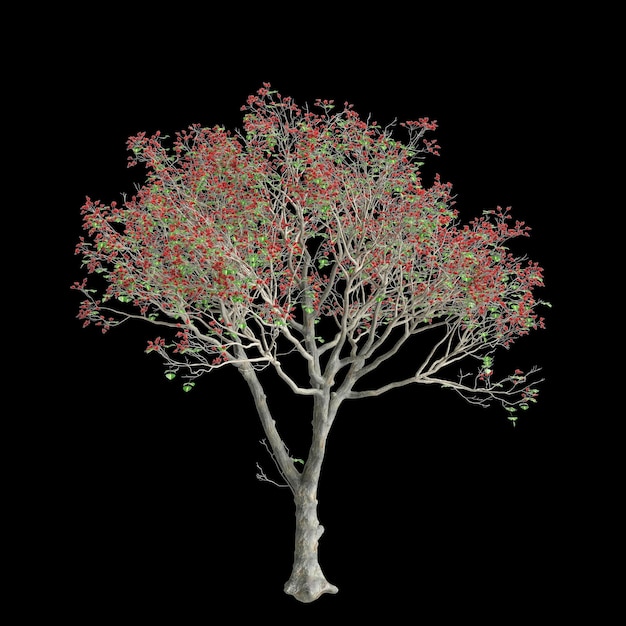 3d illustration of Erythrina variegata tree isolated on black background