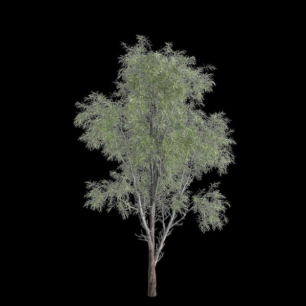 Foto illustrazione 3d dell'albero eucalyptus globulus isolato su sfondo nero