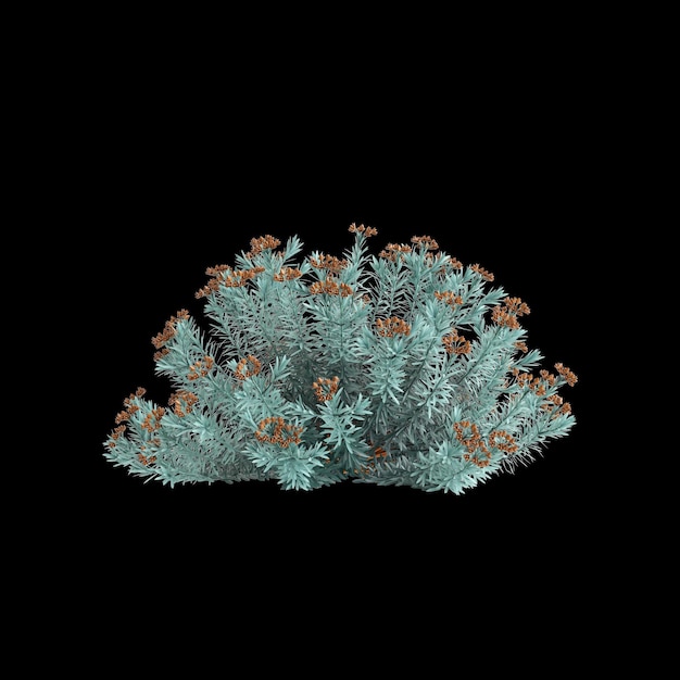 Photo 3d illustration of euphorbia blue haze bush isolated on black background