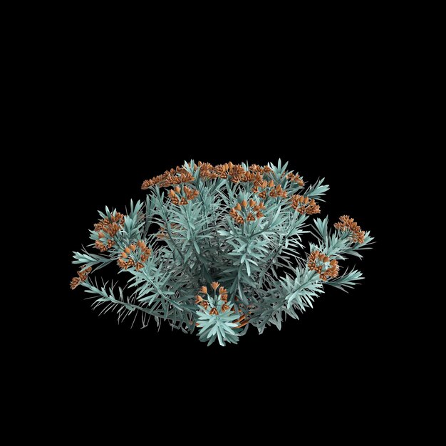 3D-иллюстрация куста Euphorbia Blue Haze, изолированного на черном фоне