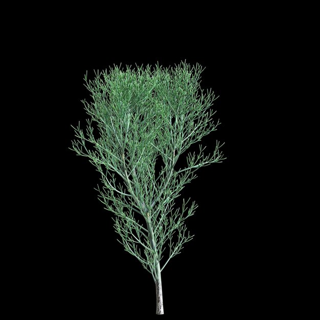 3d illustration of Euphorbia tirucalli tree isolated on black background