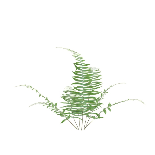 3d illustration of fern bush isolated on white background