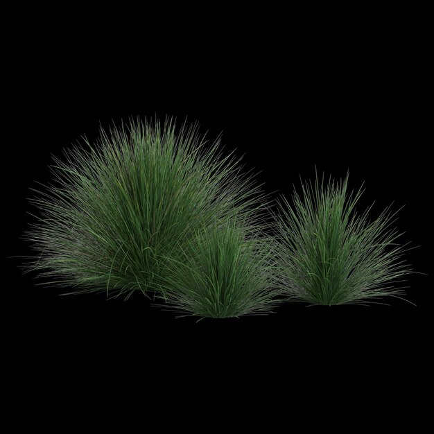 festuca mairei 부시 검은 배경에 고립의 3d 일러스트