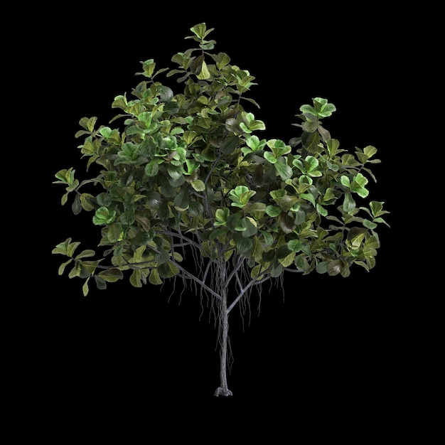 3d illustration of ficus lyrata tree isolated on black background