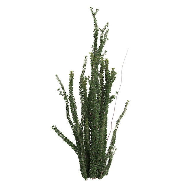 3d illustration of fouquieria splendens bush isolated on white background