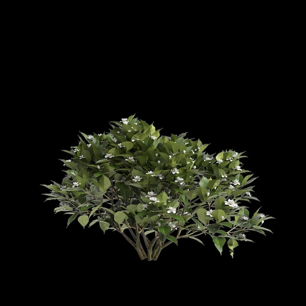 3d иллюстрация куста Gardenia Jasminoides, изолированного на черном фоне