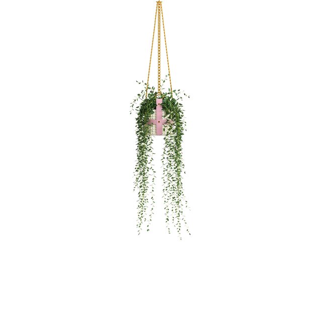 3d illustration of hanging ivy isolated on white background