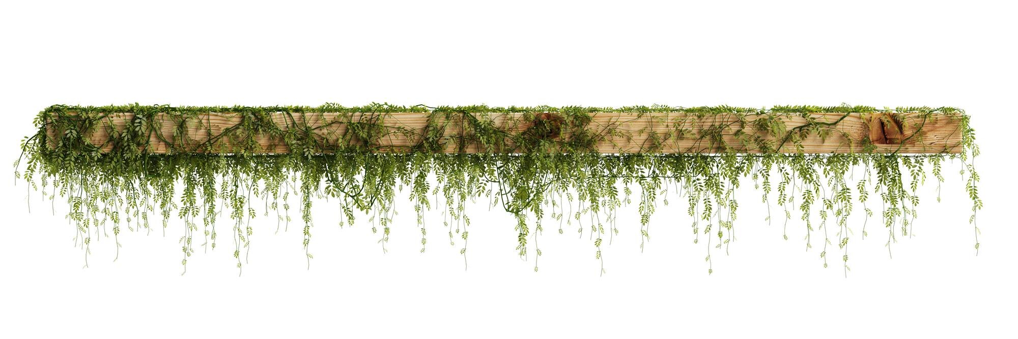 Premium Photo | 3d illustration of hanging ivy isolated on white background