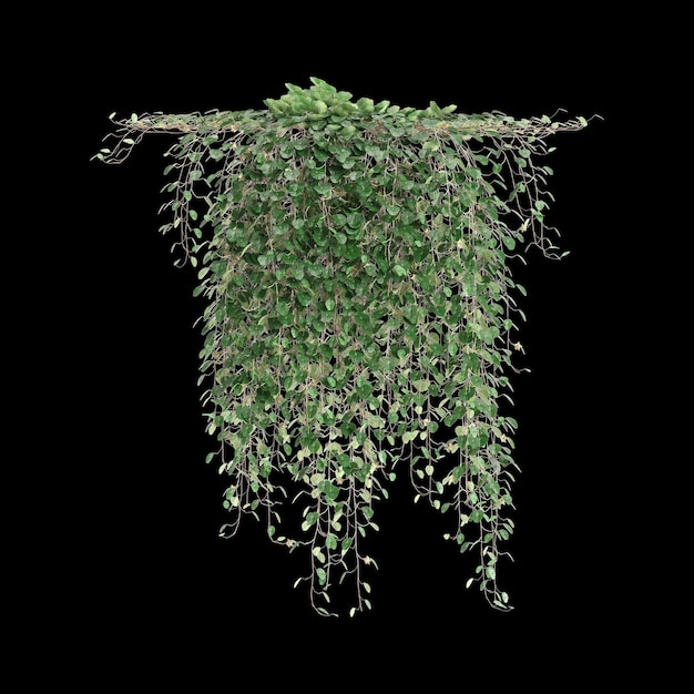 3d illustration of hanging plant Dichondra repens isolated on black background