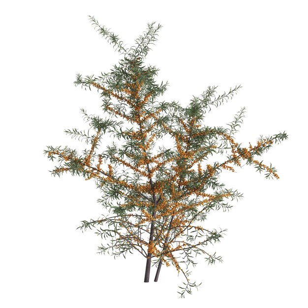 흰색 배경에 고립 된 hippophae rhamnoides 부시의 3d 일러스트