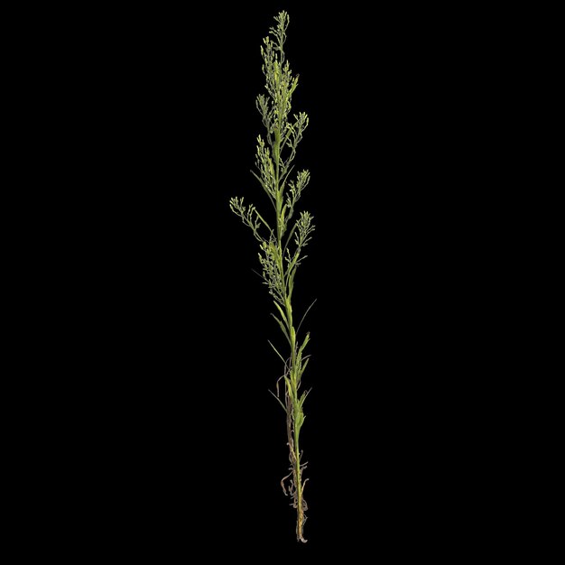 3d illustration of horseweed plant isolated on black background