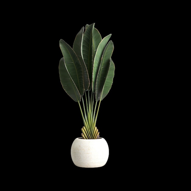 3d illustration of house plant isolated on black background