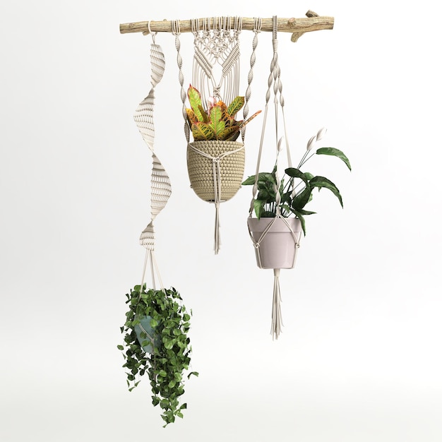 3d illustration of houseplant hanging isolated on uhite background