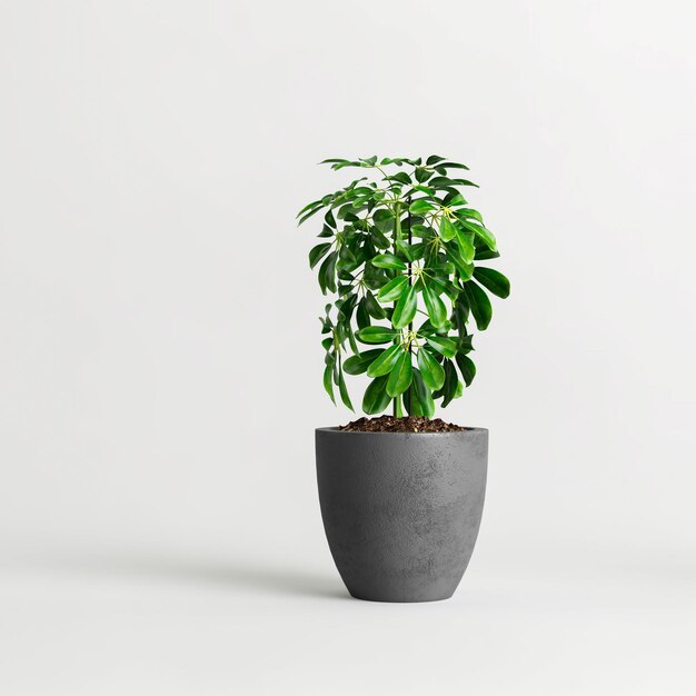 3d illustration of houseplant potted isolated on white background