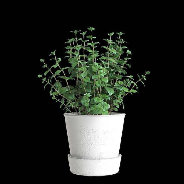 3d illustration of houseplants isolated on black background