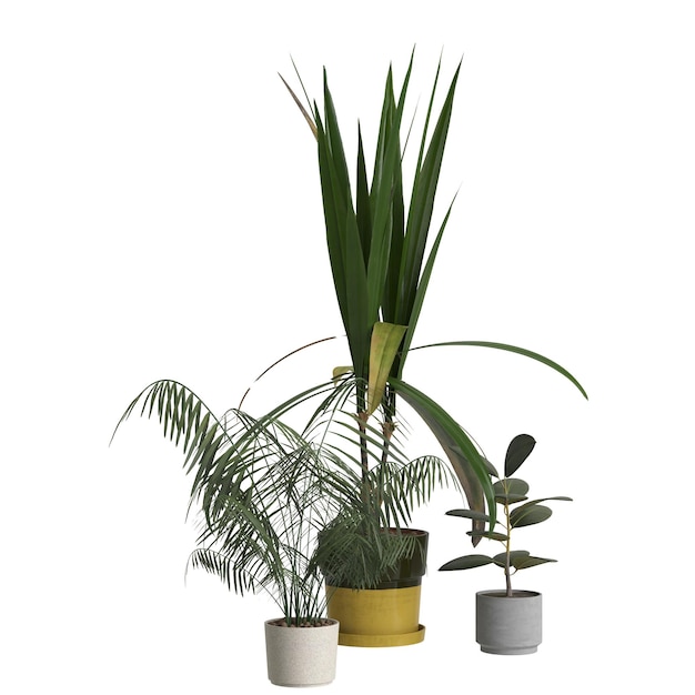 Foto illustrazione 3d di piante d'appartamento isolate su sfondo bianco